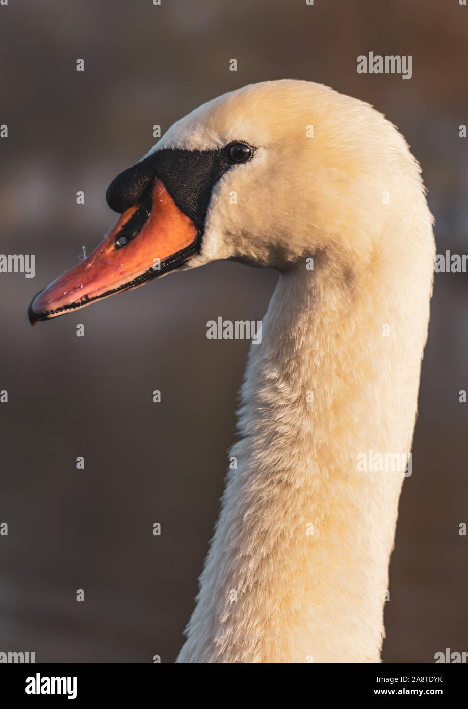 A Swan at Bushy Park, London England. Taken a cold and misty autumn morning Stock Photo