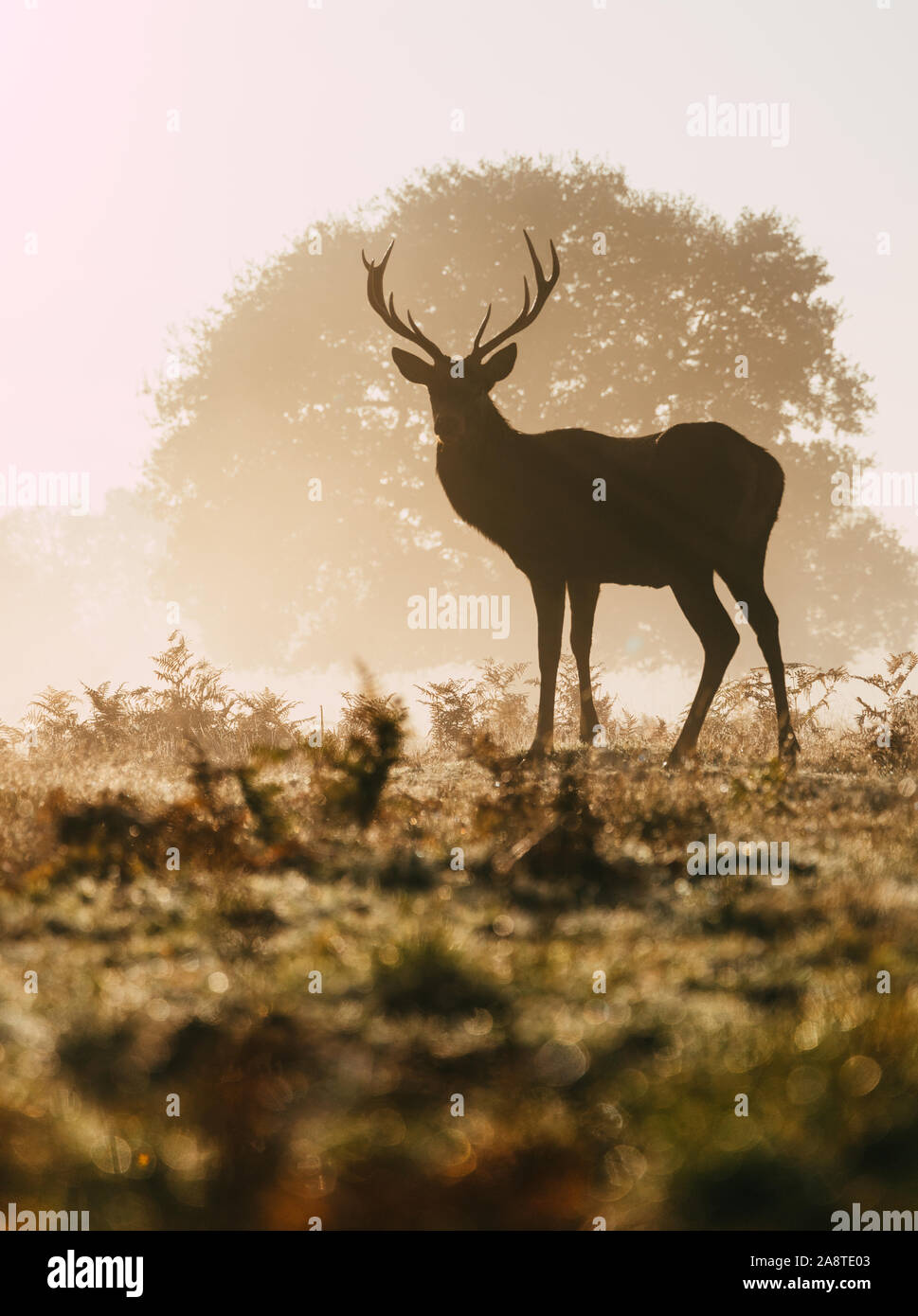 Silhouette of a lone red deer stag in 