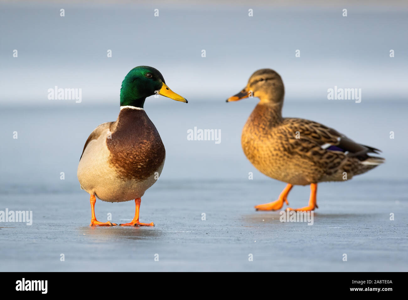 Pair of mallards standing on ice in winter close together in cold weather Stock Photo