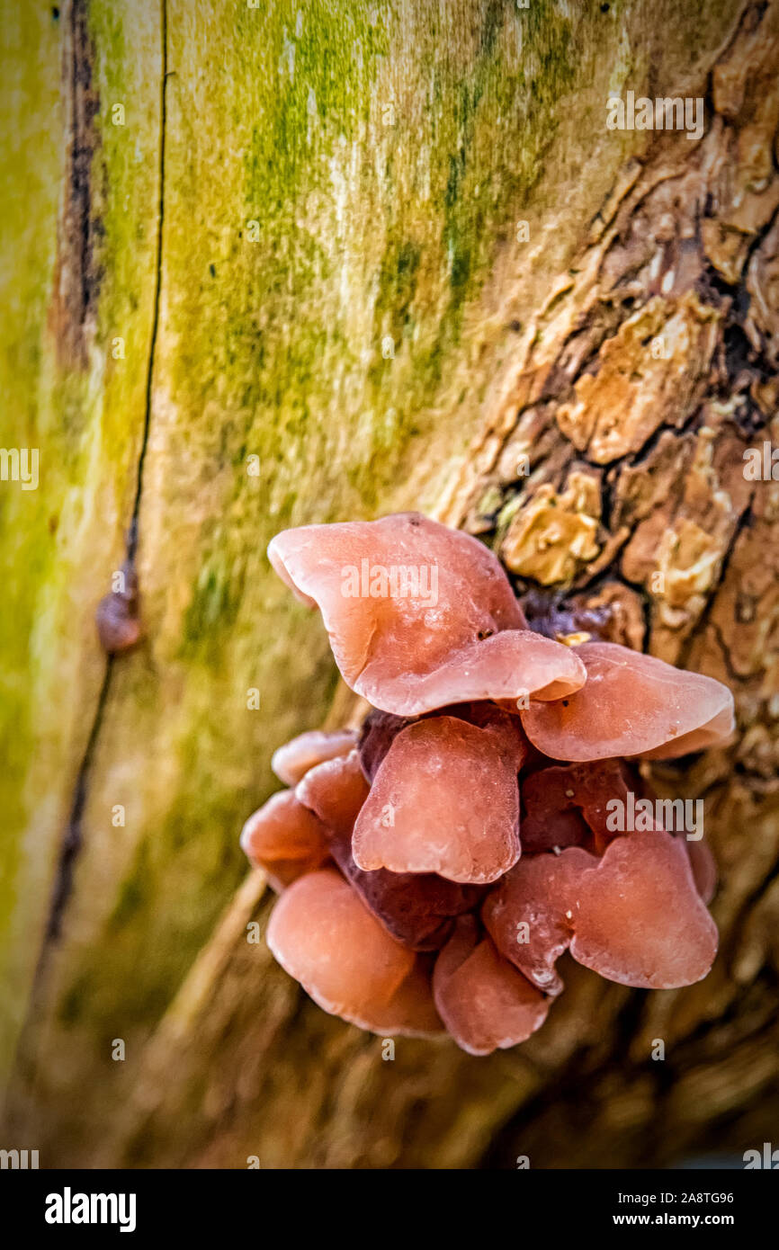 A cluster of mushrooms growing on a dead tree stump Stock Photo - Alamy
