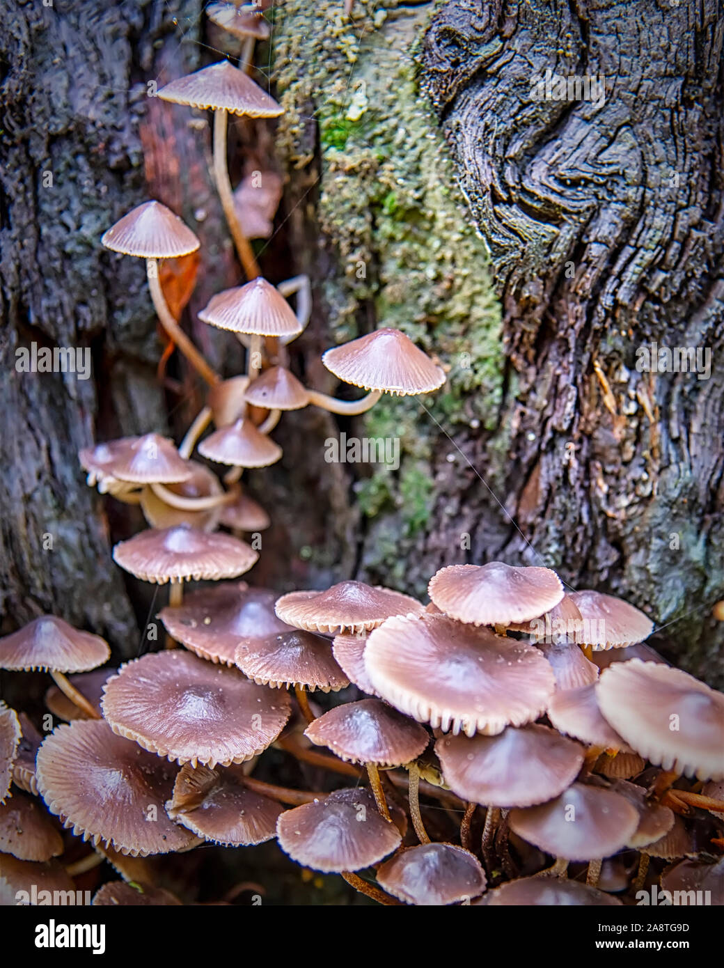 A cluster of mushrooms growing on a tree stump. Stock Photo