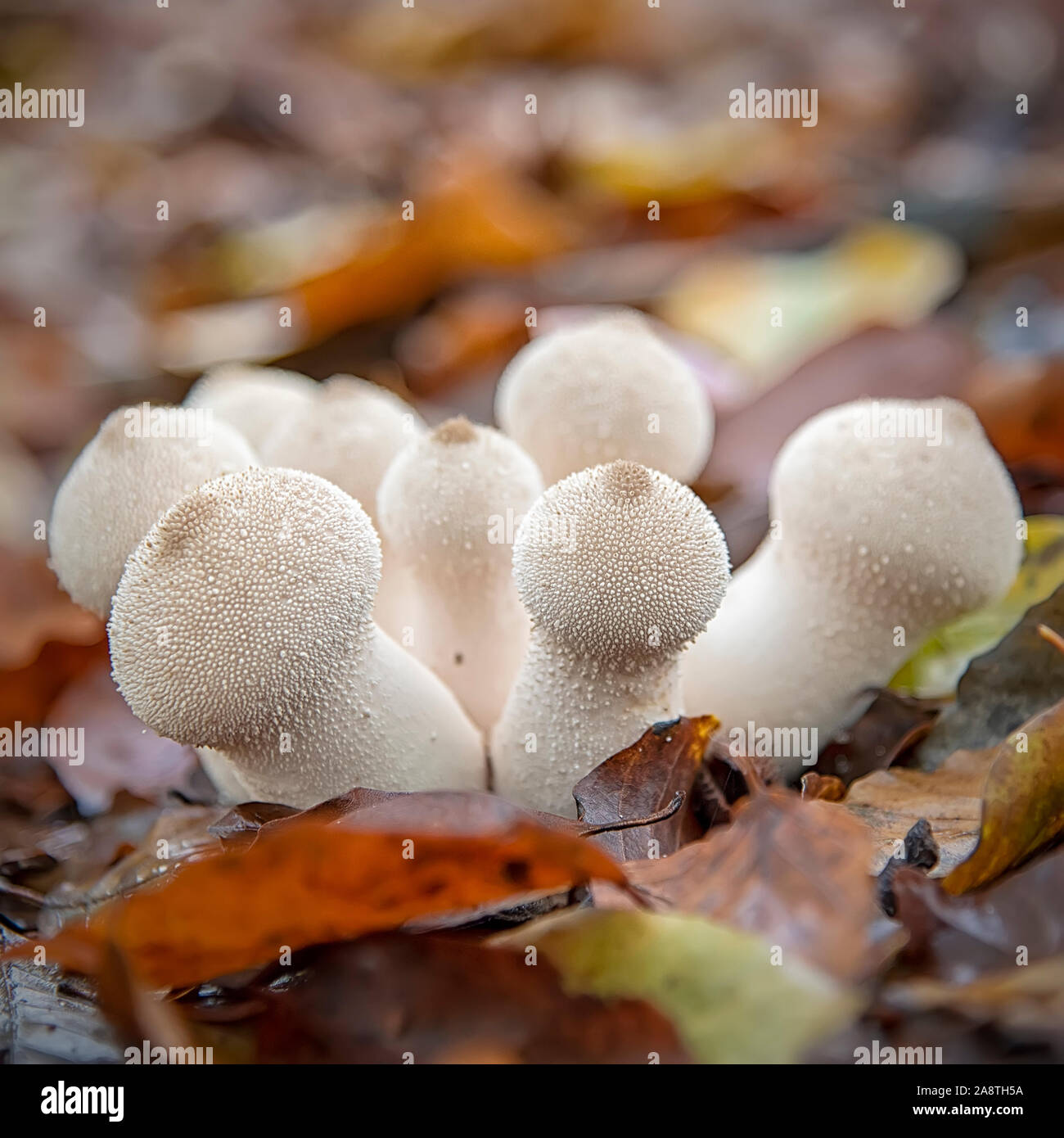 Puffball mushrooms hi-res stock photography and images - Alamy
