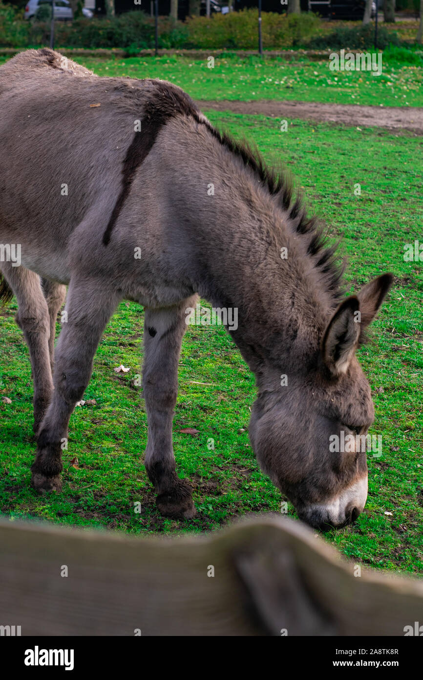 A Donkey standing in a Dutch petting zoo Stock Photo