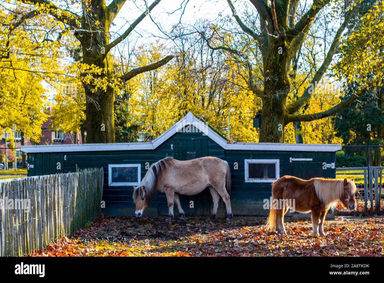 A foal standing in front of a small animal house on a petting zoo Stock Photo - Alamy A foal standing in front of a small animal house on a petting zoo Stock Photo - Alamy