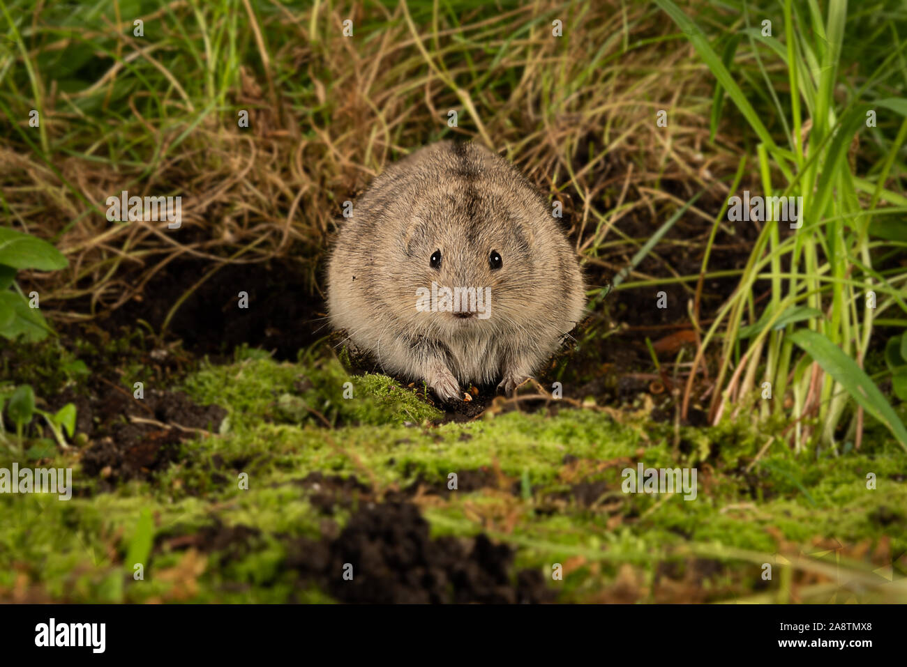 A frontal view of a Lemming, Cricetidae, as it sits on the ground and stares forward at the camera Stock Photo