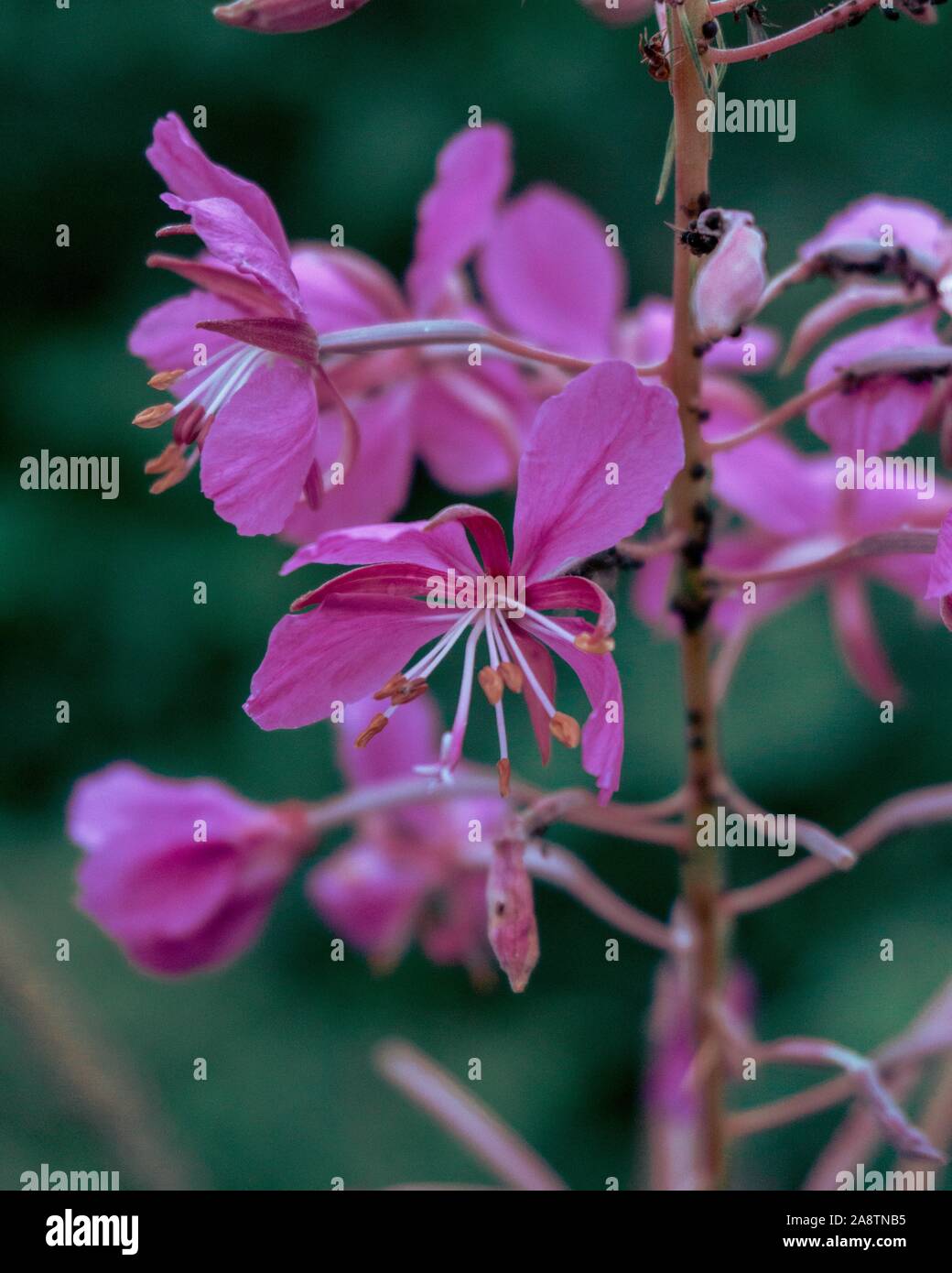 Pink Flower Stock Photo
