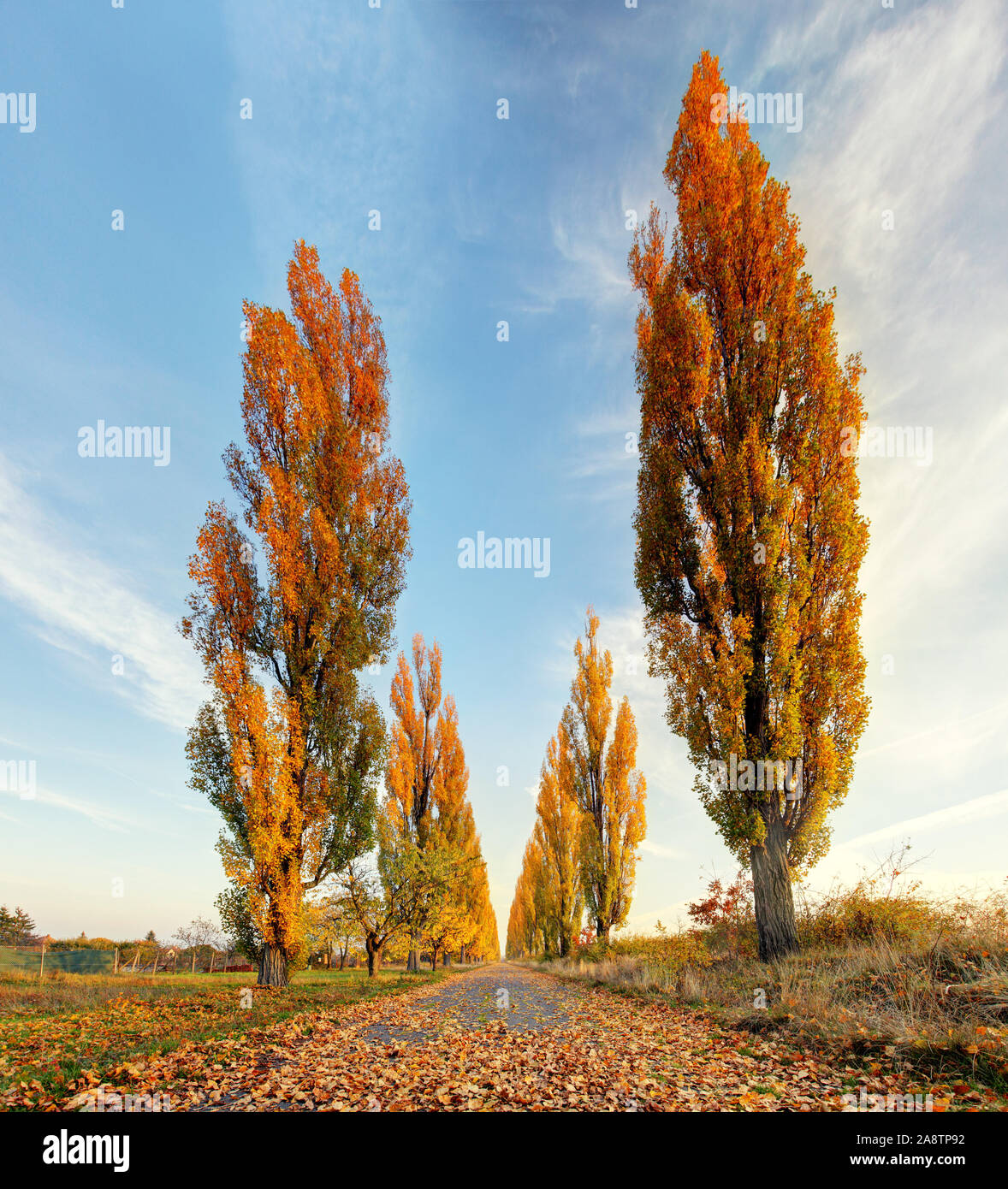 Alley trees in green hi-res stock photography and images - Alamy