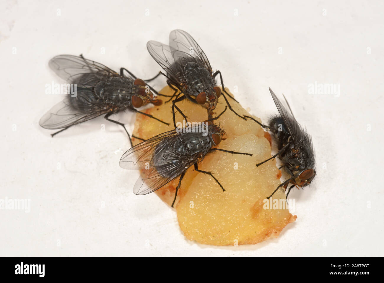 Bluebottle Fly (Calliphora vomitoria) group feeding on lump of fruit, Wales, UK, August Stock Photo
