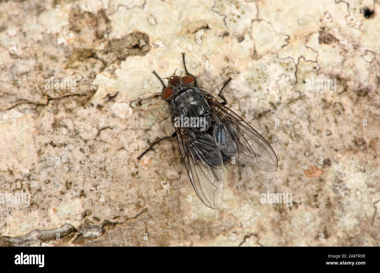 Bluebottle Fly (Calliphora vomitoria) ar rest on tree trunk, Wales, UK, August Stock Photo