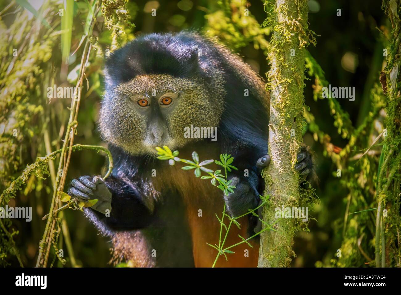 Close-up view of a wild Golden Monkey (Latin - Cercopithecus kandti), an endangered species living in its natural habitat, a bamboo forest in Rwanda. Stock Photo