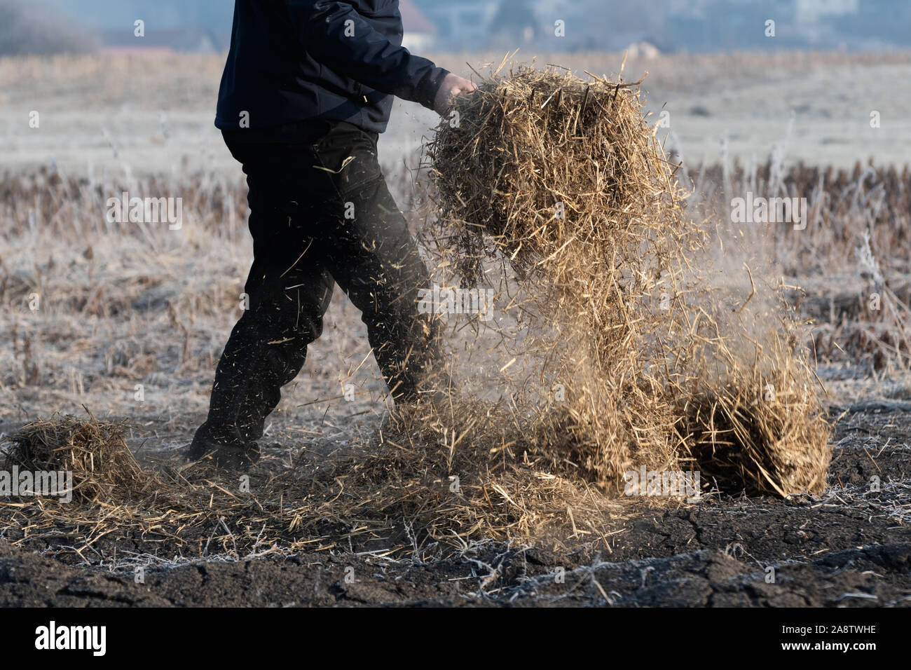 Man working on the field carrying the straw for covering the ground using pitchfork to keep the fertile soil moist and weed-free. Agriculture, farming Stock Photo