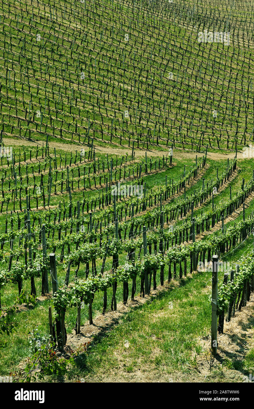 View of the vineyard slopes of Bizeljsko region, Slovenia, famous for its superb wines Stock Photo