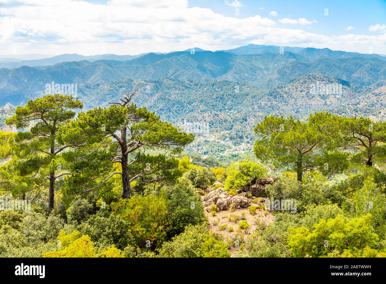 Cedars and beautiful valley view, Troodos mountains, Cyprus Stock Photo