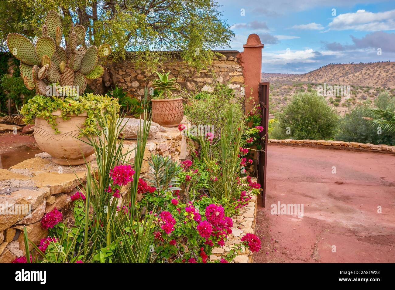 Pretty desert gardening, with vibrant pink bougainvillea and potted succulents creating a colorful ornamental garden in rural Morocco. Stock Photo