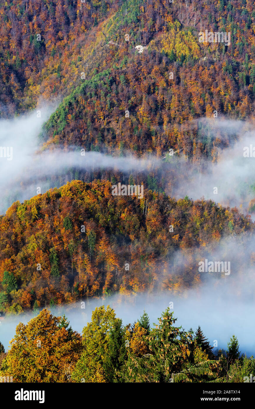 Aerial view of colorful mixed forest shrouded in fog on a beautiful autumn day Stock Photo