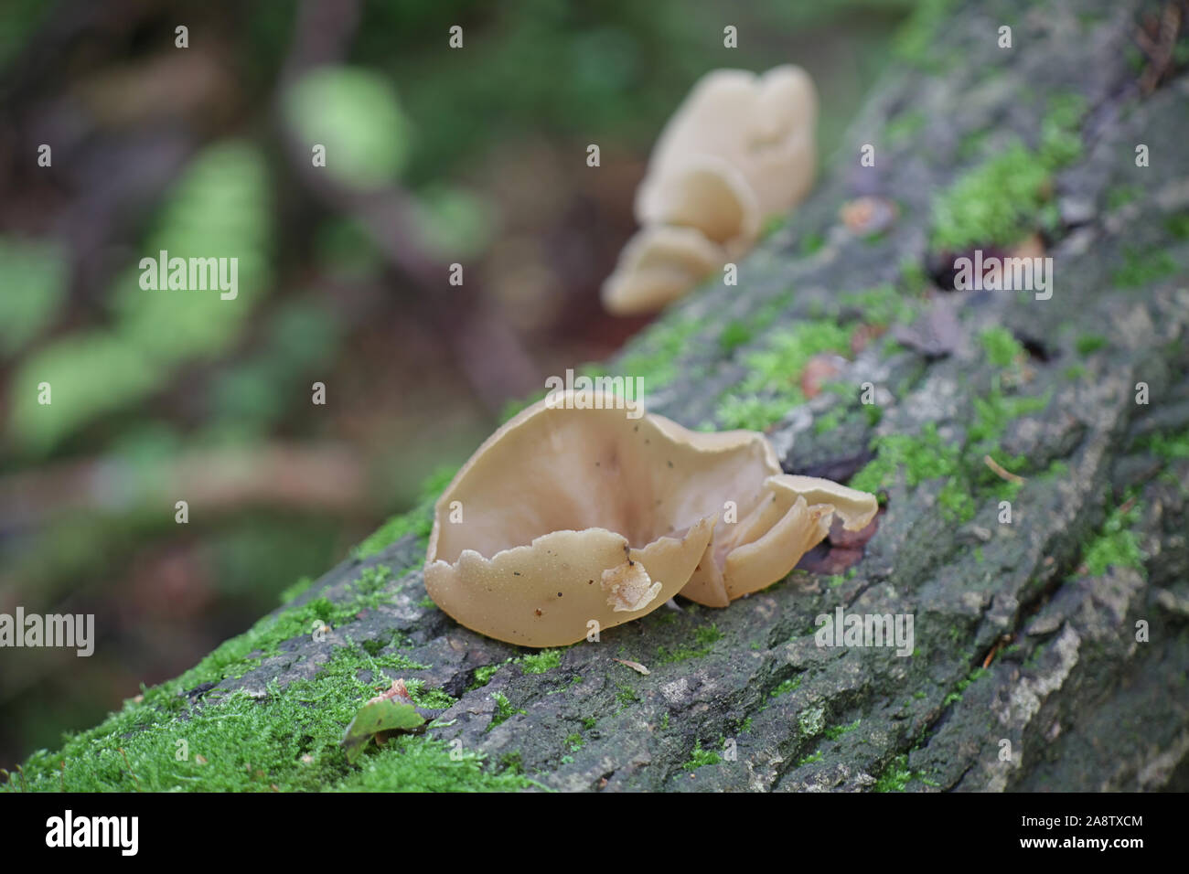 Peziza varia, a species of apothecial fungus belonging to the family Pezizaceae, growing wild in Finland Stock Photo