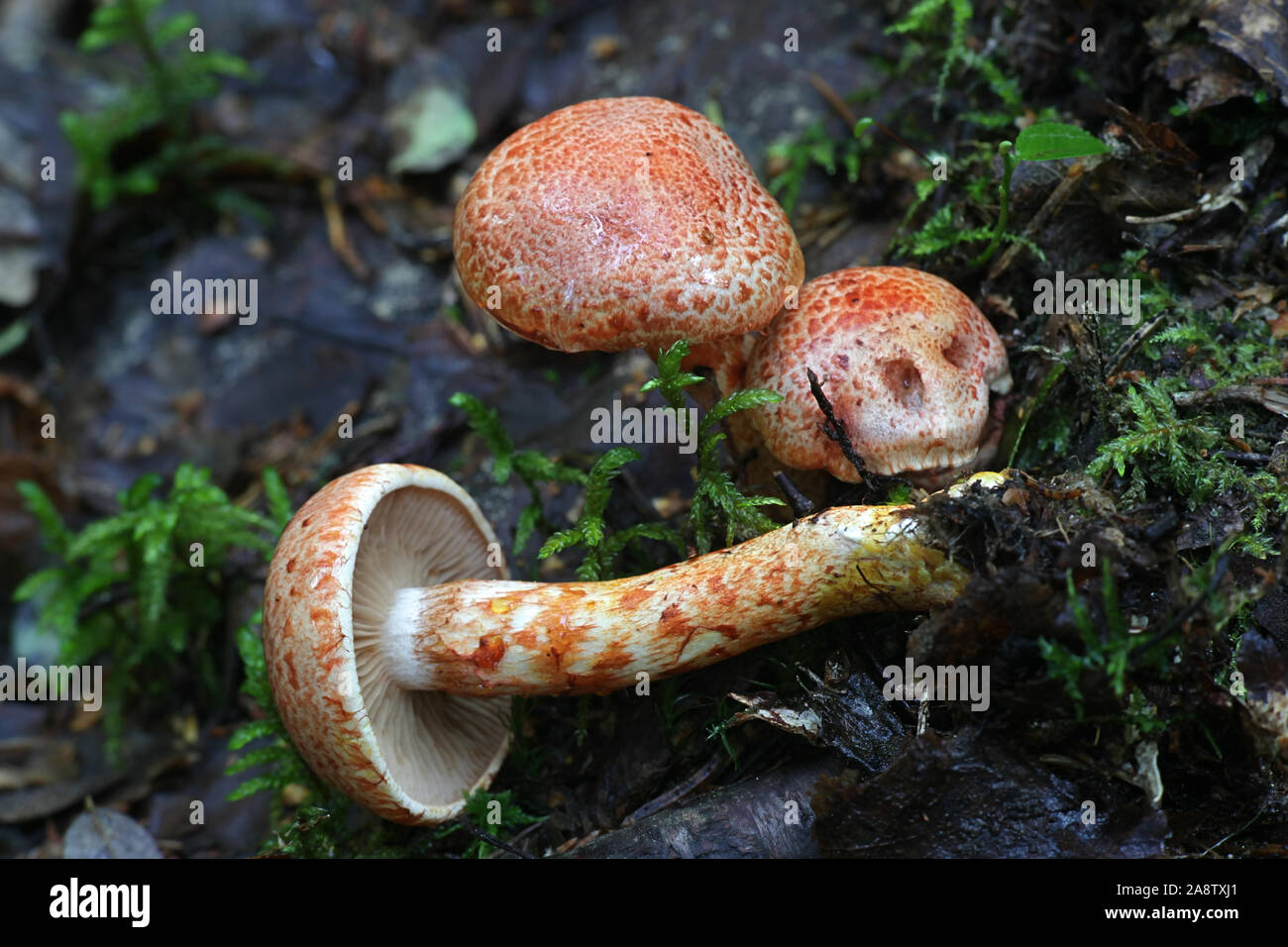 Cortinarius bolaris, known as Dappled Webcap, wild mushroom from Finland Stock Photo
