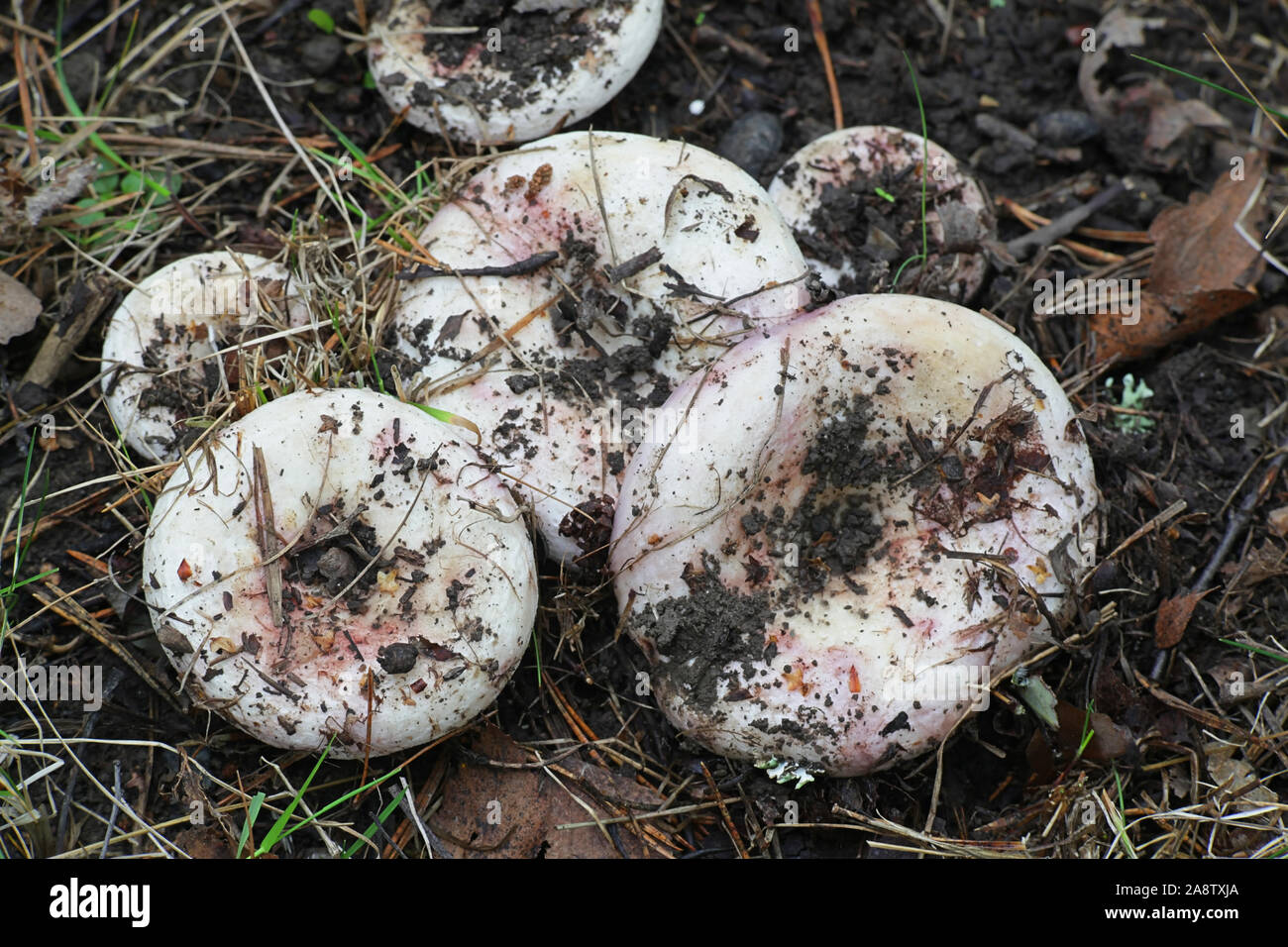 Lactarius controversus, known as the Blushing Milkcap, a wild edible mushroom from Finland Stock Photo