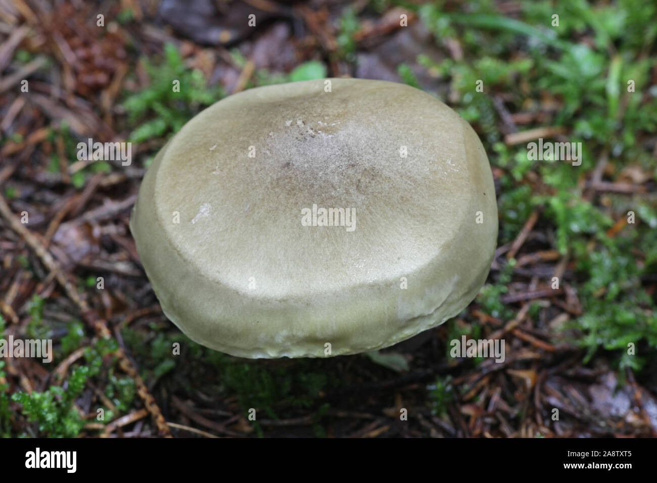 Tricholoma saponaceum, known as the soap-scented toadstool, soapy knight or soap tricholoma Stock Photo