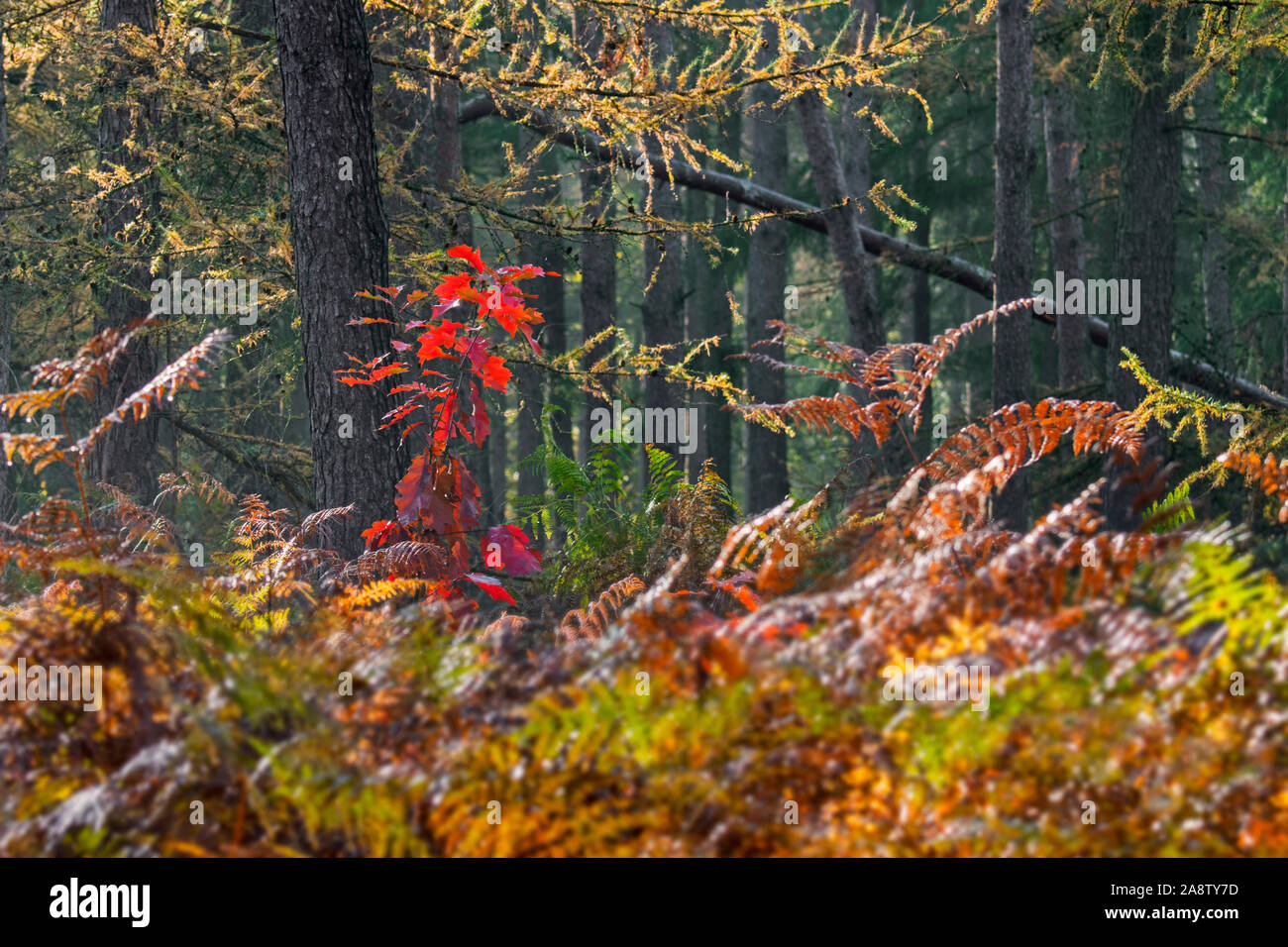 Northern red oak / champion oak (Quercus rubra / Quercus borealis) sapling showing red autumn colours in mixed forest with bracken in the fall Stock Photo