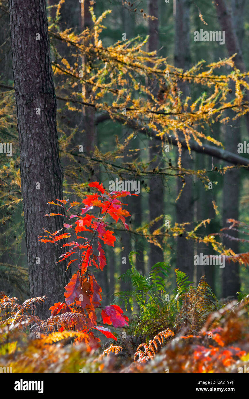 Northern red oak / champion oak (Quercus rubra / Quercus borealis) sapling showing red autumn colours in mixed forest with bracken in the fall Stock Photo