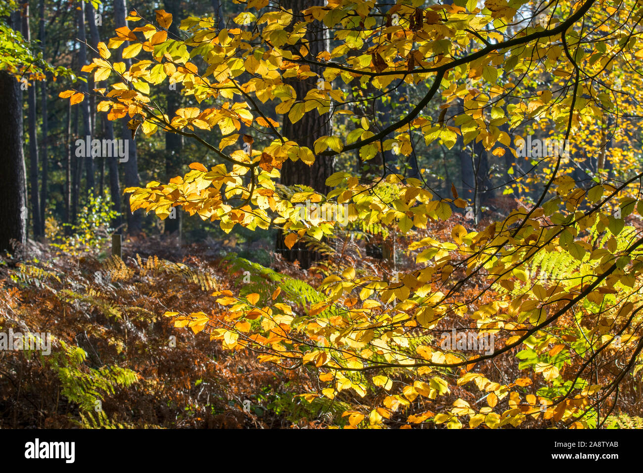 Close up of European beech / common beech (Fagus sylvatica) foliage showing leaves in yellow autumn colours in forest in the fall Stock Photo