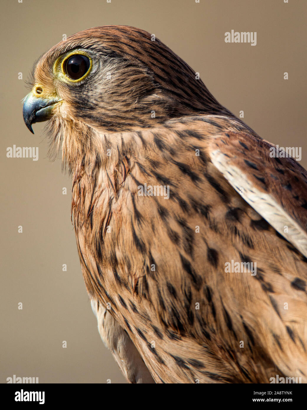 Birds Of Prey Portraits Stock Photo Alamy