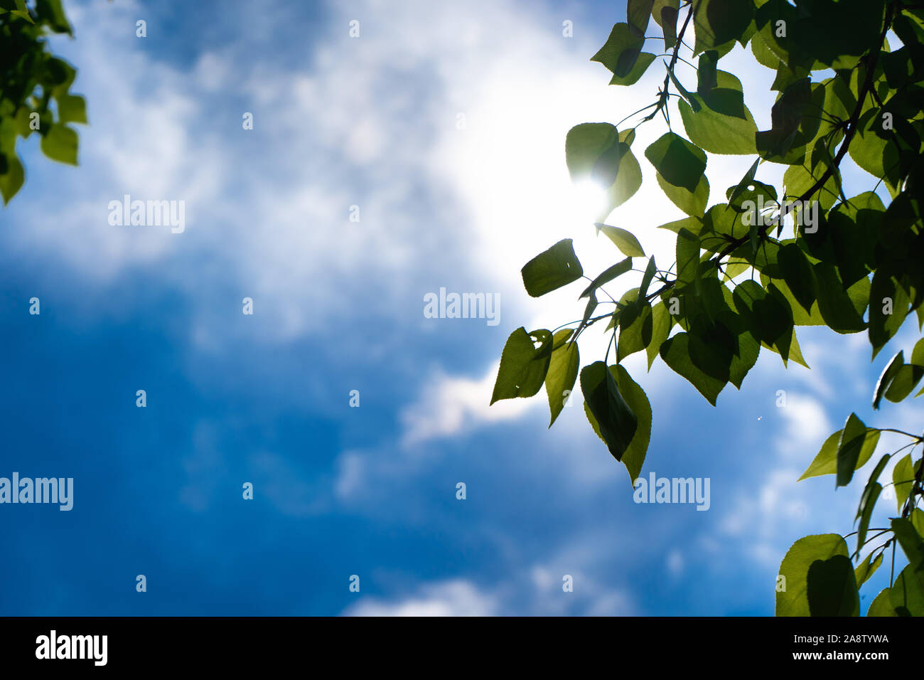 Green leaves of a tree against the blue sky and the sun. Soft white ...