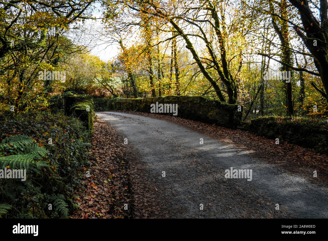 An old historic road bridge over the River Fowey flowing through an autumnal Draynes Woodland in Cornwall. Stock Photo