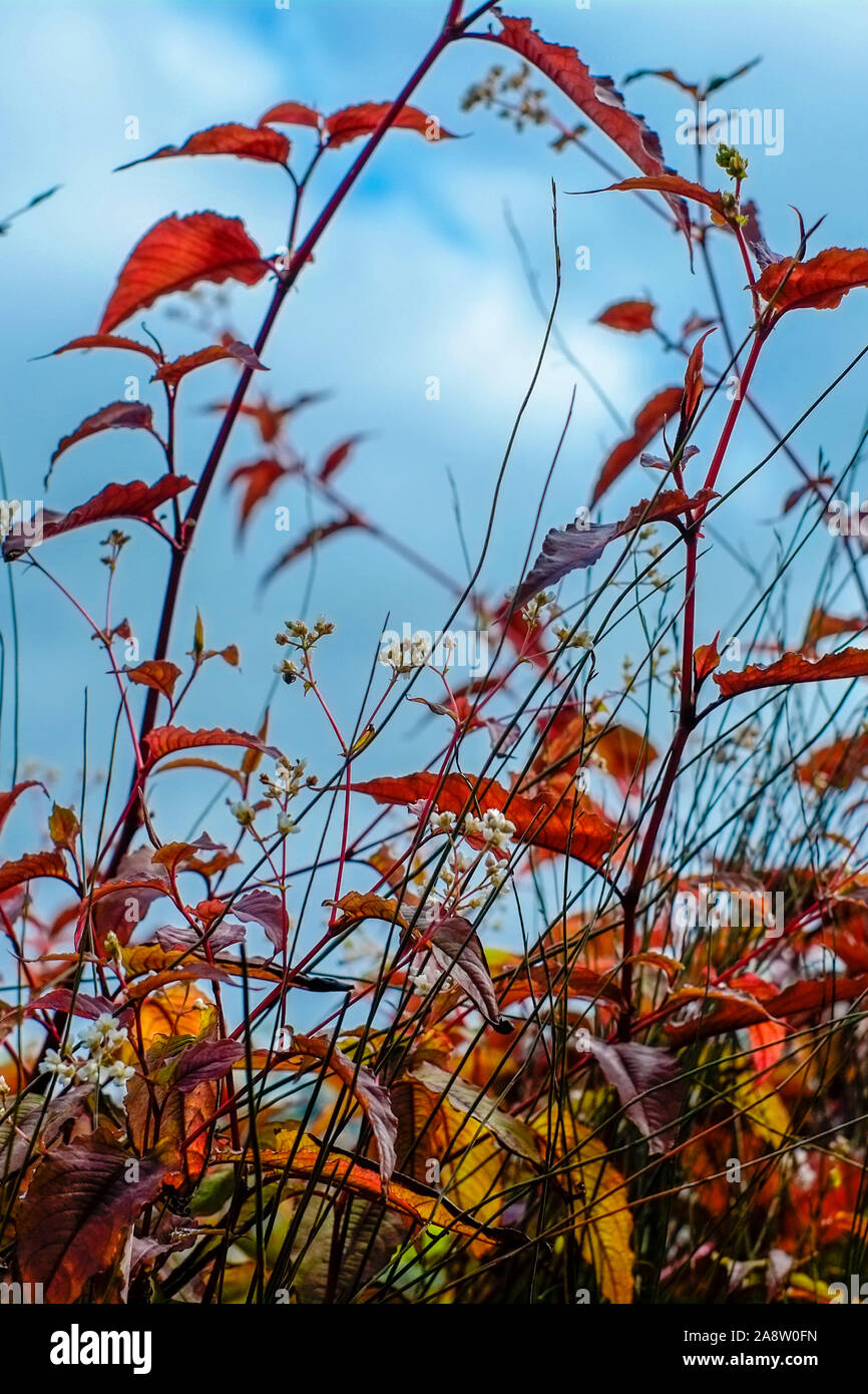 Red leaves plants hi-res stock photography and images - Alamy