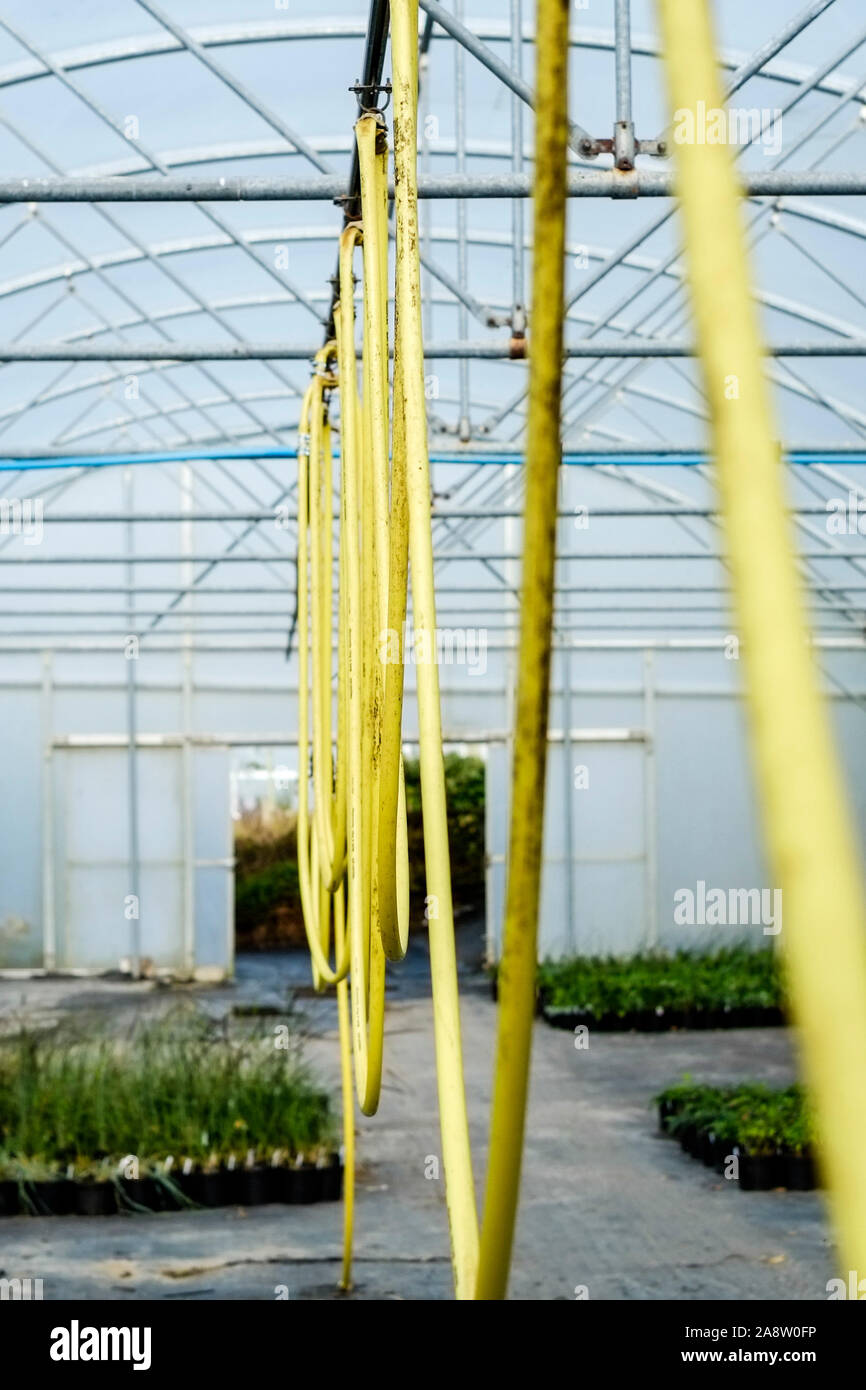 Loops of a yellow hosepipe hanging from metal pipes in a greenhouse in a garden nursery. Stock Photo