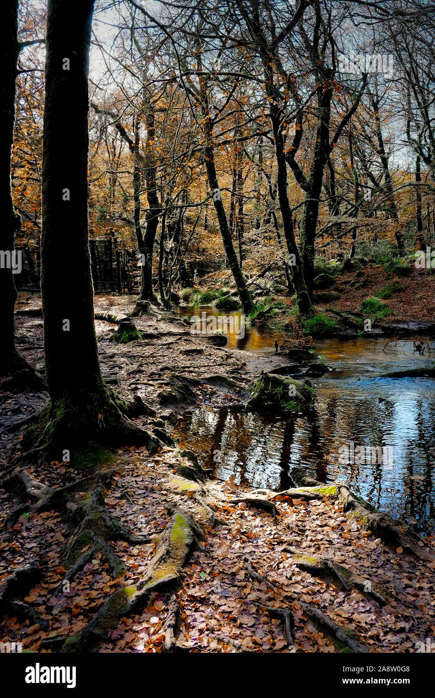 The River Fowey flowing through an autumnal Draynes ancient woodland in Cornwall. Stock Photo