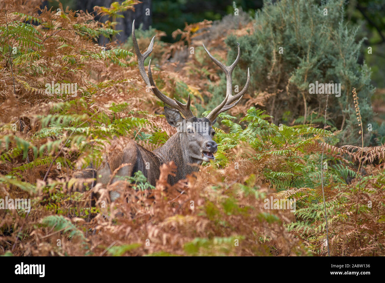 common deer (Cervus elaphus), also called European deer, red deer. Malaga, Spain. Stock Photo