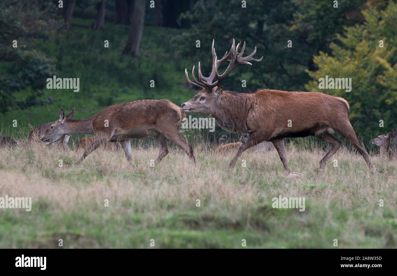 Oh my Deer! Red and fallow deer in rutting season in Richmond Park, London. Stock Photo