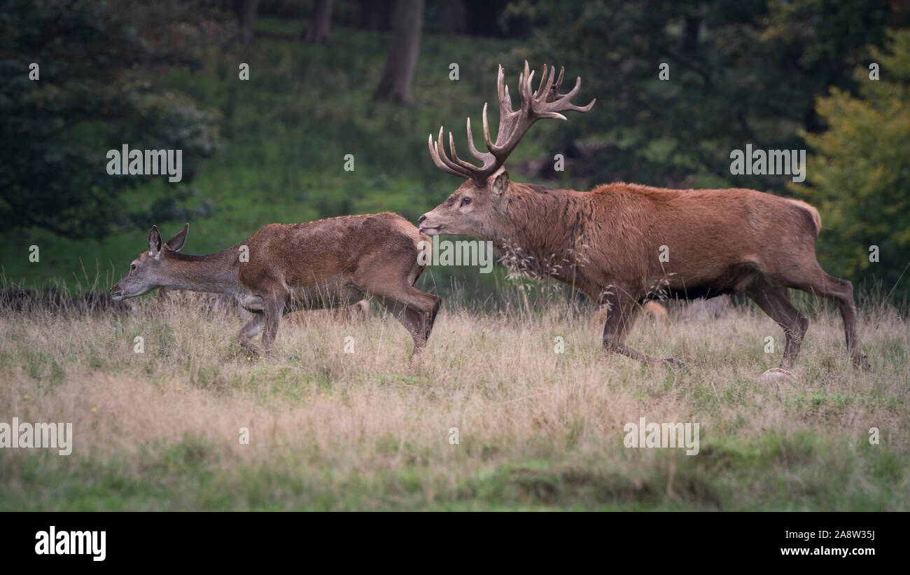 Oh my Deer! Red and fallow deer in rutting season in Richmond Park, London. Stock Photo