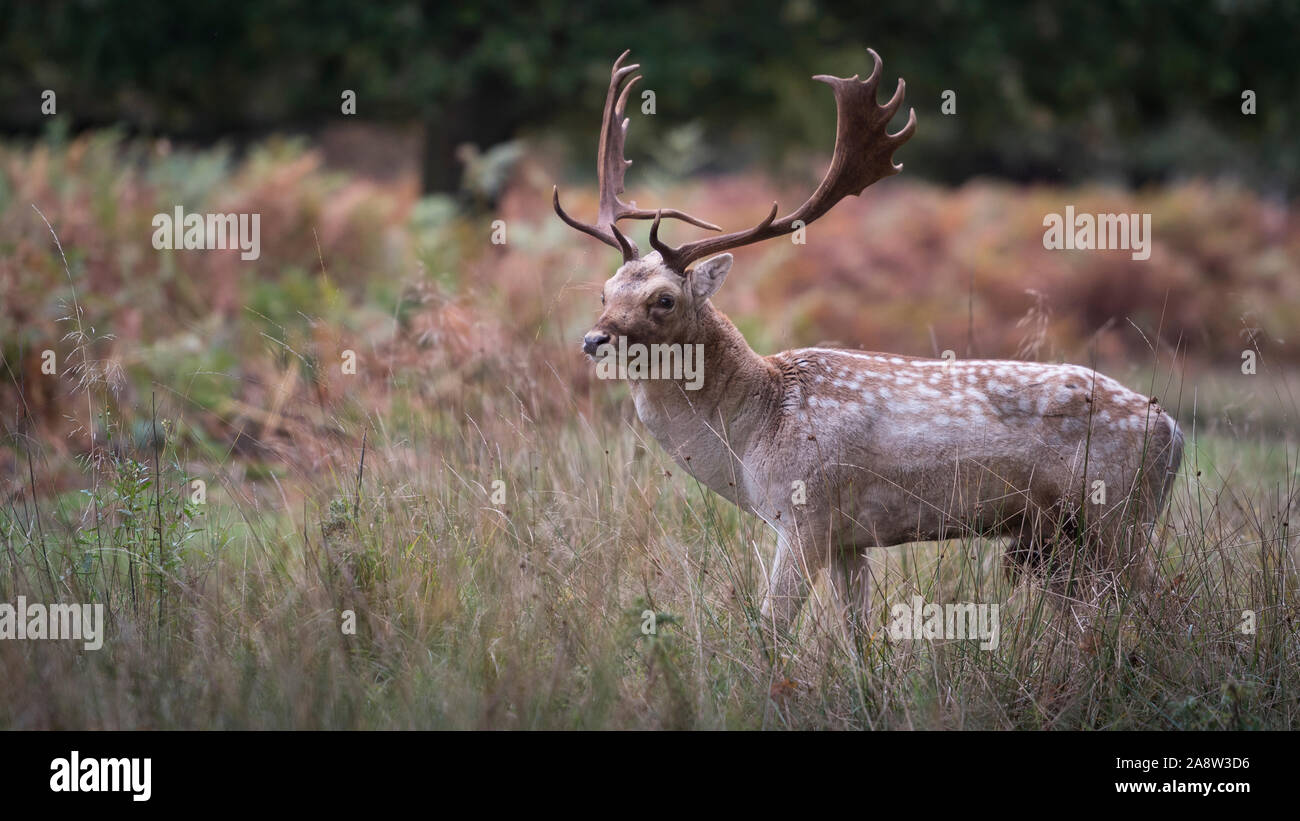 Oh my Deer! Red and fallow deer in rutting season in Richmond Park, London. Stock Photo