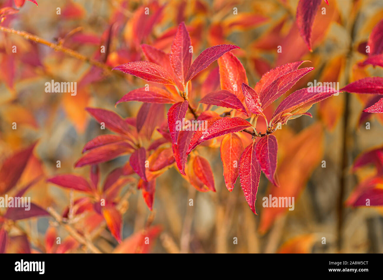 Bright autumn Forsythia leaves. Autumn concept. Close up. Stock Photo