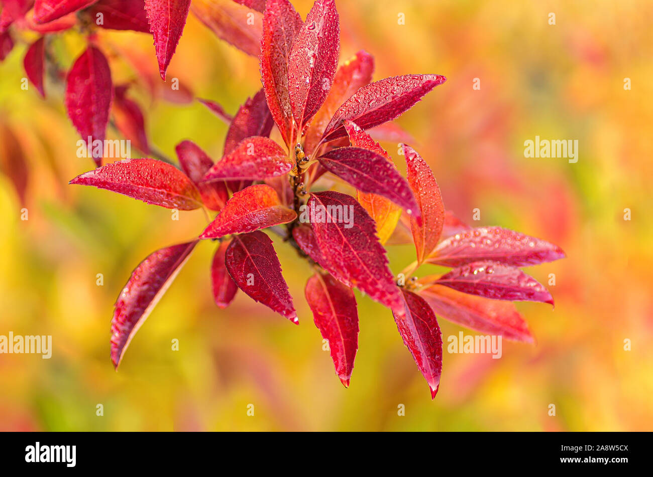 Bright autumn Forsythia leaves. Autumn concept. Close up. Stock Photo