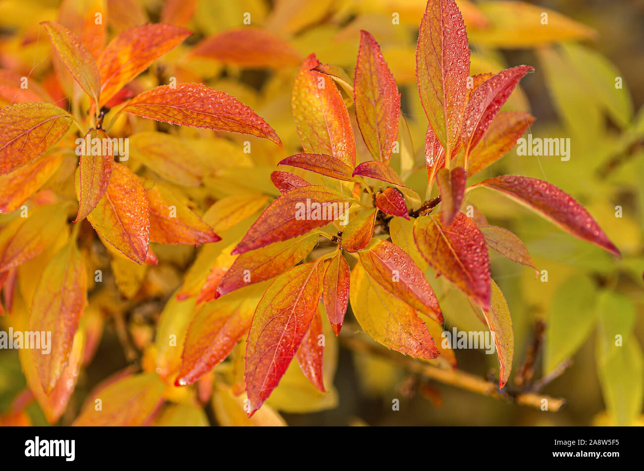 Bright Forsythia leaves with spider web on leaves. Autumn concept. Close up. Stock Photo