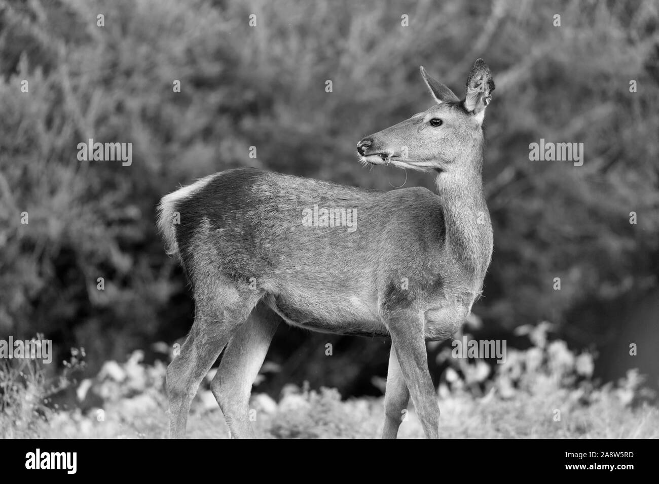 Awesome portrait of Red deer female, wildlife photography (Cervus elaphus) Stock Photo