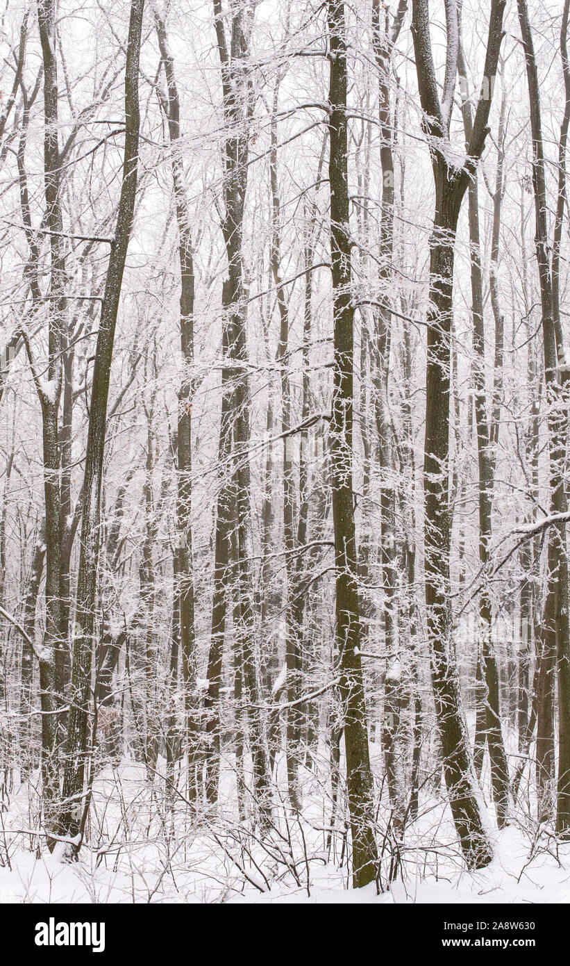 Forest in winter in black and white Stock Photo - Alamy