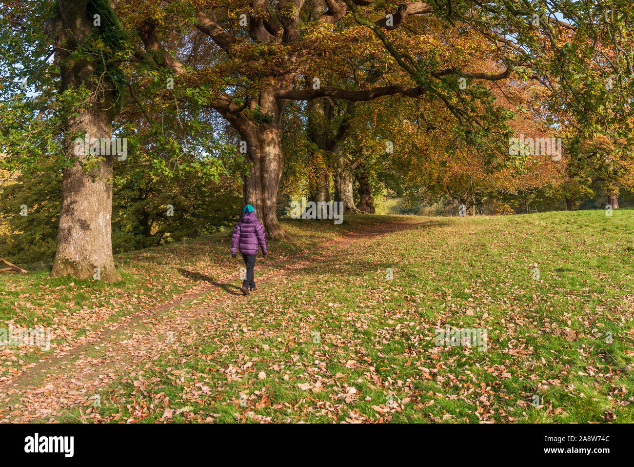 Levens hall, cumbria, england hires stock photography and images Alamy