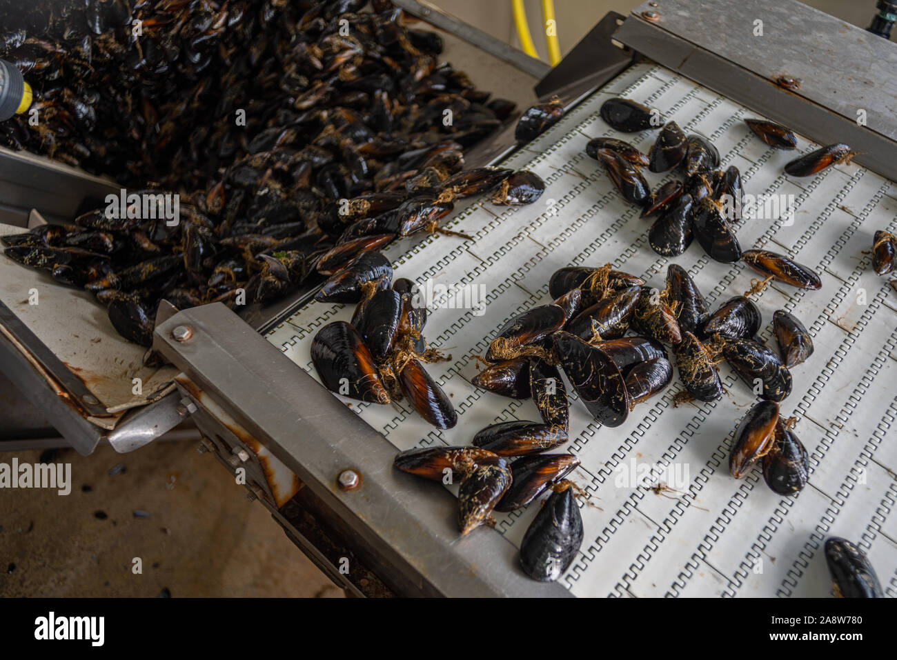 mussels processing, washing and packaging Stock Photo
