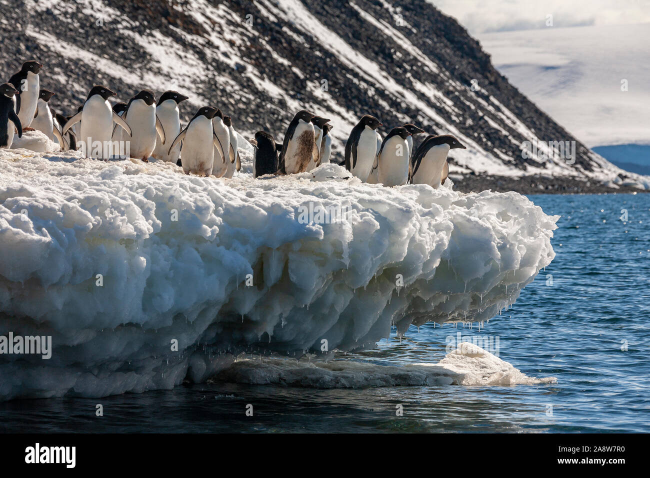 Group of Adelie penguins (Pygoscelis adeliae) on Paulet Island on the ...