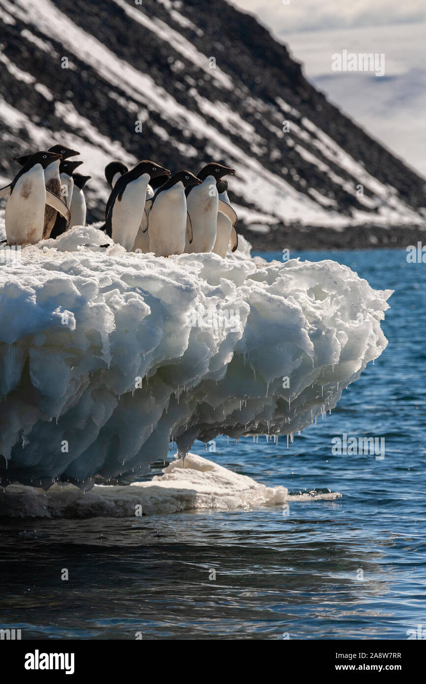Group of Adelie penguins (Pygoscelis adeliae) on Paulet Island on the ...