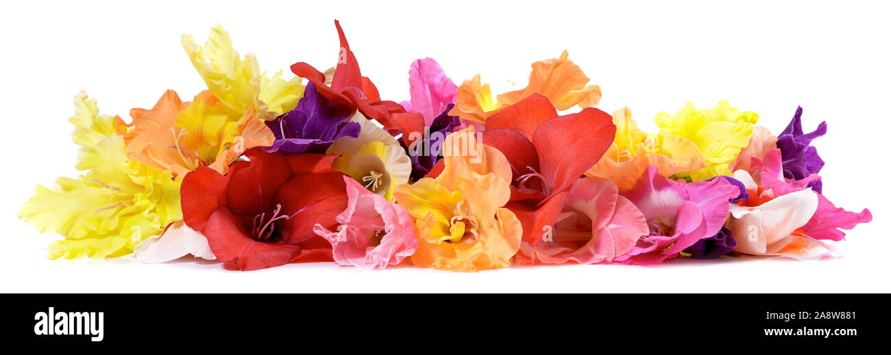 Gladiola Panorama on white Background on white Background Stock Photo