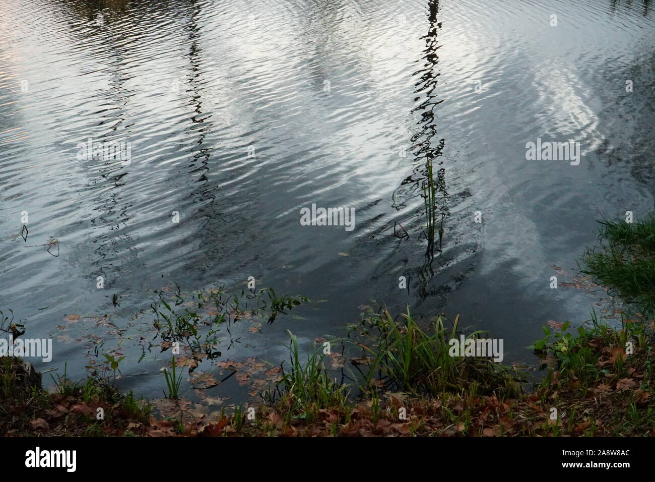 The shore of the river with grass in a little bit windy day. Daily light reflections and trees in mirror image close-up view in water waves. Stock Photo