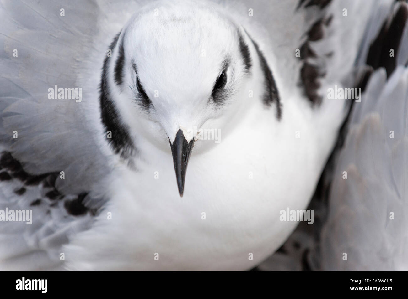 Black and white seabird black-legged kittiwake Rissa tridactyla Stock Photo