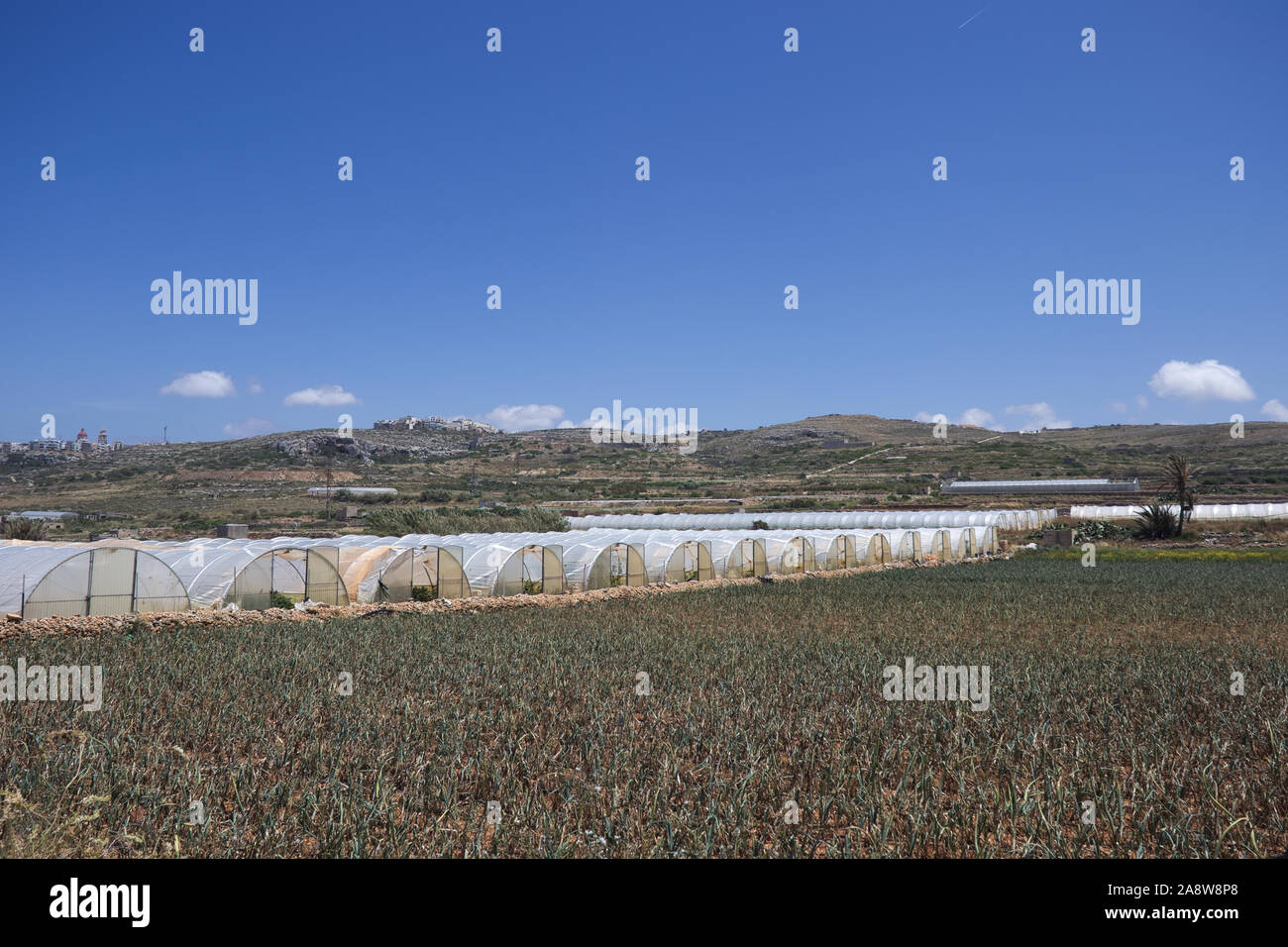 Array of plastic tunnel greenhouses with field of young vegetables in front against a blue sky. Stock Photo