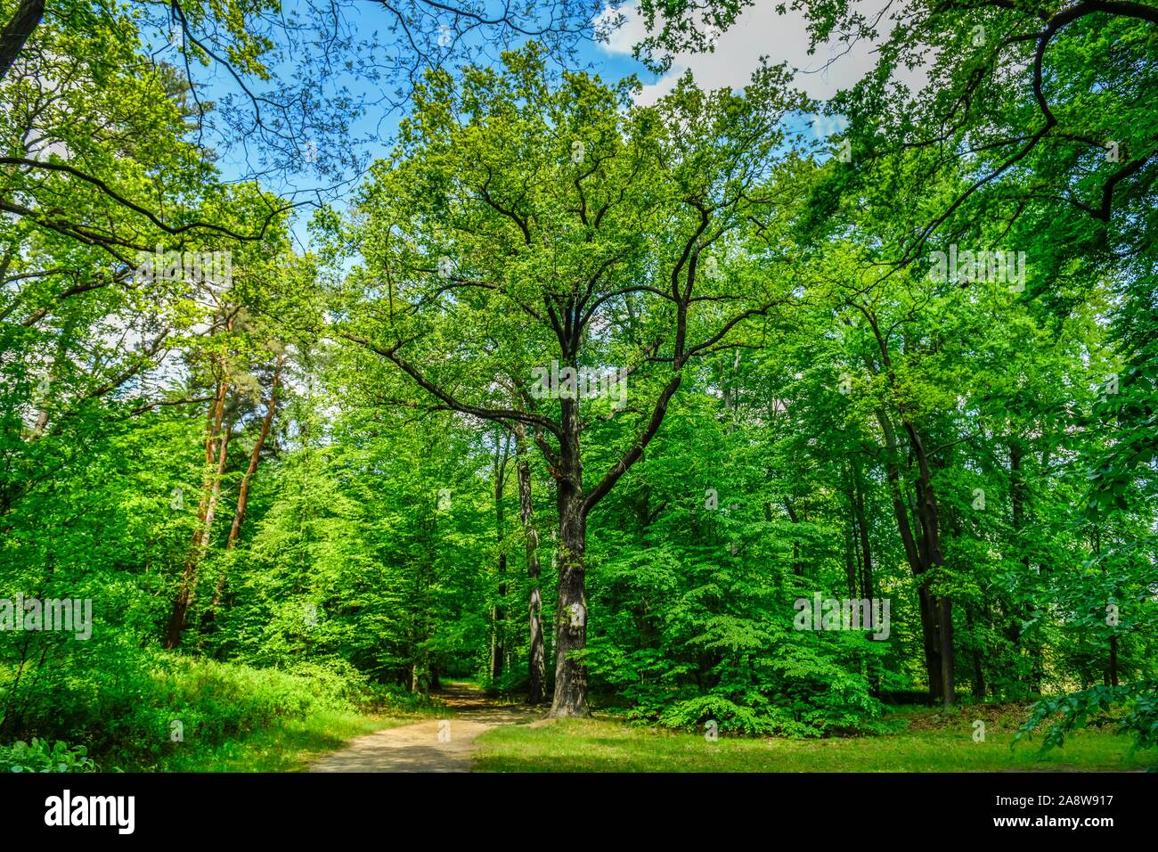 Wald, Fürst-Pückler-Park Branitz, Cottbus, Brandenburg, Deutschland Stock Photo